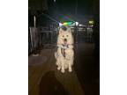 Adopt Casper a White Samoyed / Mixed dog in Chantilly, VA (41452281)