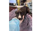 Adopt Bella a Black Labrador Retriever / Mixed dog in Springfield, MO (41450628)