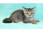 Adopt Jovi a Brown or Chocolate Domestic Shorthair / Domestic Shorthair / Mixed