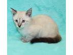 Adopt Jay a Gray or Blue Domestic Shorthair / Domestic Shorthair / Mixed cat in