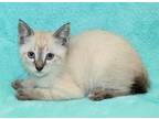 Adopt Jet a Gray or Blue Domestic Shorthair / Domestic Shorthair / Mixed cat in