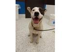 Adopt Riggs a White American Pit Bull Terrier / Mixed dog in Atlanta