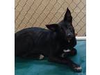 Adopt Madrid a Black Terrier (Unknown Type, Medium) / Border Collie / Mixed