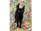 Adopt Starburst a All Black Domestic Shorthair / Domestic Shorthair / Mixed cat