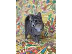 Adopt Sun a Gray or Blue Domestic Shorthair / Domestic Shorthair / Mixed cat in