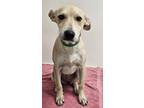 Adopt Adrianna a Tan/Yellow/Fawn Shepherd (Unknown Type) / Mixed dog in Phoenix