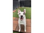 Adopt Raji a White - with Gray or Silver American Staffordshire Terrier / Boxer