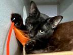 Adopt Tony a Domestic Shorthair / Mixed cat in New York, NY (41314923)