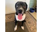 Adopt Go Lucky a Black - with White German Shorthaired Pointer / Pit Bull