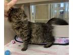 Adopt Marco a Domestic Medium Hair