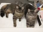 Adopt Tawny and Toby a Brown Tabby Domestic Longhair / Mixed (long coat) cat in