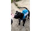Adopt Archie a Black - with White American Pit Bull Terrier / Boxer / Mixed dog