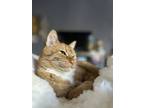 Adopt Savannah a Orange or Red Tabby American Shorthair / Mixed (medium coat)