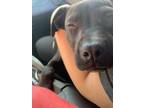 Adopt Baby a Black American Pit Bull Terrier / Mixed dog in San Antonio