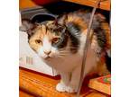 Adopt Paisley a Calico or Dilute Calico Domestic Shorthair / Mixed (short coat)