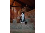 Adopt Smokey Bandit a Black & White or Tuxedo Domestic Shorthair / Mixed (short