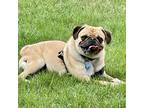 Adopt Moe a Tan/Yellow/Fawn - with Black Pug / Mixed dog in Grapevine
