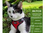 Adopt Dutch a Black & White or Tuxedo Domestic Shorthair cat in Arlington
