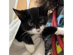 Adopt Madelynn a All Black Domestic Shorthair / Domestic Shorthair / Mixed cat