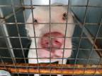Adopt Hot coco a Mixed Breed, Pit Bull Terrier