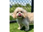 Adopt Homer a Tan/Yellow/Fawn Lhasa Apso / Mixed dog in Matteson, IL (41450852)
