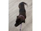 Adopt ARIEL a Brown/Chocolate Mixed Breed (Medium) / Mixed Breed (Medium) /