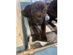 Adopt Omega a Brown/Chocolate Mixed Breed (Medium) / Mixed dog in Gainesville
