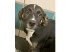 Adopt Conway a Black Retriever (Unknown Type) / Mixed dog in Houston
