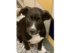 Adopt Willie a Black Retriever (Unknown Type) / Mixed dog in Houston