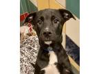 Adopt Elvis a Black Retriever (Unknown Type) / Mixed dog in Houston
