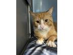 Adopt ALASKA a Orange or Red Domestic Shorthair / Domestic Shorthair / Mixed cat