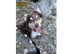 Adopt Buster a Brown/Chocolate - with White Border Collie / Mixed dog in