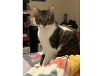 Adopt Neko a Brown Tabby Domestic Shorthair / Mixed (short coat) cat in