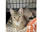 Adopt Pepperoni a Domestic Shorthair / Mixed (short coat) cat in Lunenburg
