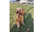 Adopt Waffles a Red/Golden/Orange/Chestnut - with White Goldendoodle / Mixed dog