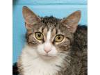 Adopt Lemon a Domestic Shorthair / Mixed (short coat) cat in Troy, OH (41452067)