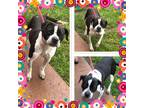Adopt JOURNEY a Black - with White Mixed Breed (Medium) / Mixed dog in