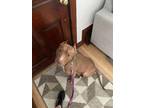 Adopt REX a Red/Golden/Orange/Chestnut American Pit Bull Terrier / Mixed dog in