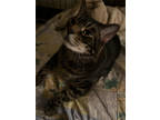 Adopt Vasily a Brown or Chocolate Domestic Shorthair / Domestic Shorthair /