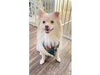 Adopt Simba a White Pomeranian / Mixed dog in Fresno, CA (41451970)