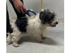Adopt Libby a White Lhasa Apso / Mixed dog in Everman, TX (41451968)