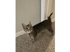Adopt Daisy a Tiger Striped Tabby / Mixed (medium coat) cat in Lecanto