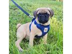 Adopt Oracle a Tan/Yellow/Fawn - with Black Pug / Mixed dog in Grapevine