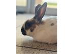 Adopt Bunny Holly a White Mini Rex / Mini Rex / Mixed (short coat) rabbit in