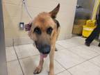 Adopt Uno a Tan/Yellow/Fawn Mixed Breed (Large) / Mixed dog in Georgetown