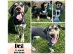 Adopt Desi a Tan/Yellow/Fawn Rottweiler / Poodle (Standard) / Mixed dog in