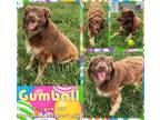 Adopt Gumball a Red/Golden/Orange/Chestnut Australian Shepherd / Mixed dog in