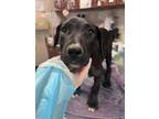 Adopt Bear a Black Labrador Retriever / Mixed dog in Springfield, MO (41450630)