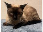 Adopt Pinky a Brown or Chocolate Siamese / Mixed Breed (Medium) / Mixed (short