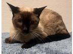 Adopt Pinky a Brown or Chocolate Siamese / Domestic Shorthair / Mixed cat in